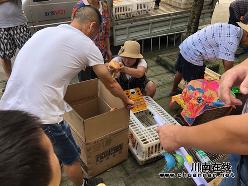 泸县交通运输局到玉蟾街道免费发放“爱心鸡苗”(图1)