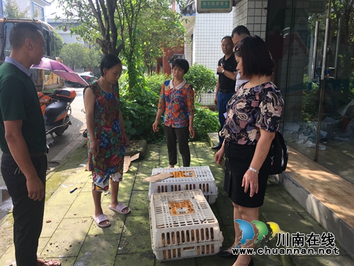 泸县交通运输局到玉蟾街道免费发放“爱心鸡苗”(图3)