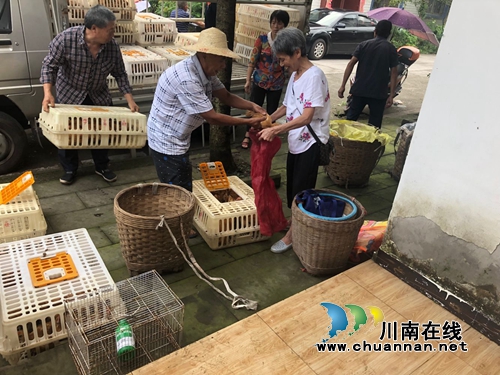 泸县交通运输局到玉蟾街道免费发放“爱心鸡苗”(图2)
