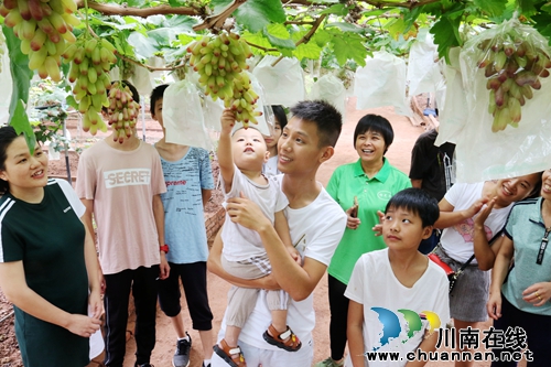 又到葡萄成熟季,游客闻香享“甜夏”(图3) 又到葡萄成熟季,游客闻香享“甜夏”(图3)