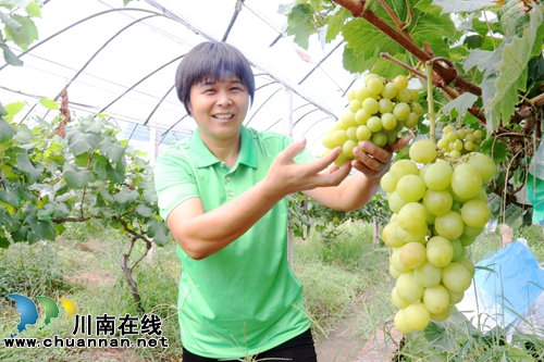 又到葡萄成熟季,游客闻香享“甜夏”(图2) 又到葡萄成熟季,游客闻香享“甜夏”(图2)