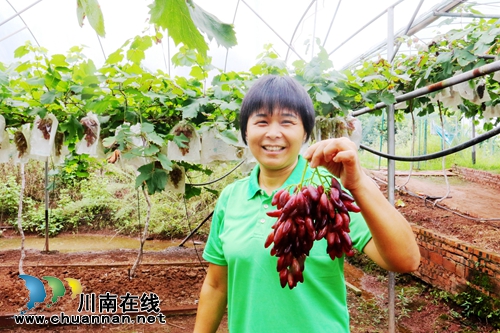 又到葡萄成熟季,游客闻香享“甜夏”(图1) 又到葡萄成熟季,游客闻香享“甜夏”(图1)