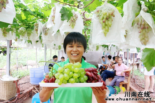 又到葡萄成熟季,游客闻香享“甜夏”(图4) 又到葡萄成熟季,游客闻香享“甜夏”(图4)