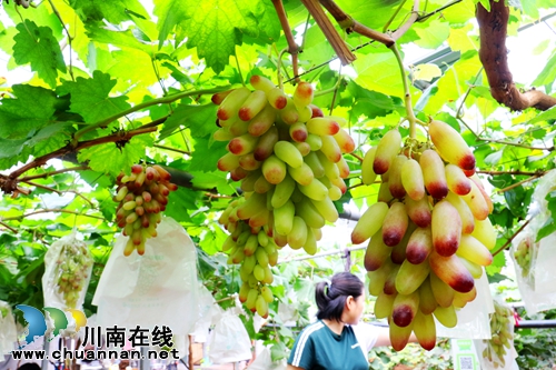 又到葡萄成熟季,游客闻香享“甜夏”(图5) 又到葡萄成熟季,游客闻香享“甜夏”(图5)