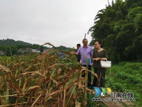 泸州市市场监督管理局到合江县检查指导有机认证产品生产企业(图1)