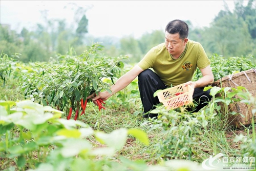 订单辣椒“点燃”乡村&nbsp;宜宾蟠龙乡农户日子红火(图1)