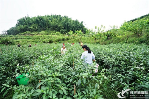 订单辣椒“点燃”乡村&nbsp;宜宾蟠龙乡农户日子红火(图2)