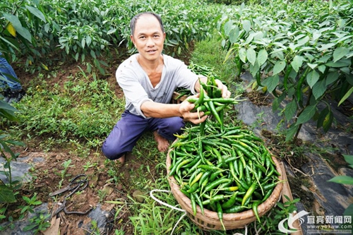 订单辣椒“点燃”乡村&nbsp;宜宾蟠龙乡农户日子红火(图3)