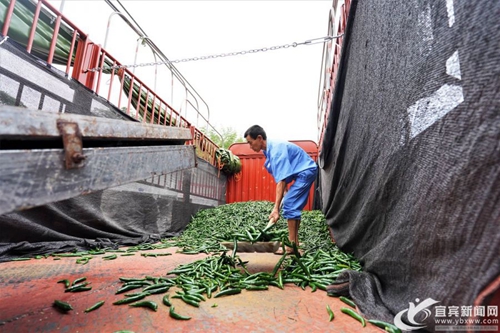 订单辣椒“点燃”乡村&nbsp;宜宾蟠龙乡农户日子红火(图4)