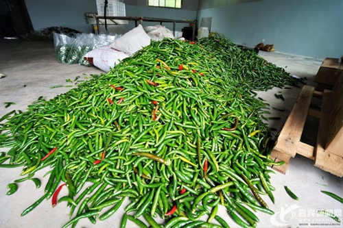 订单辣椒“点燃”乡村&nbsp;宜宾蟠龙乡农户日子红火(图5)