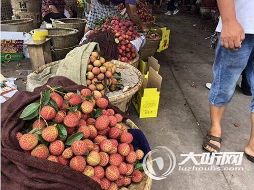 合江荔枝总产量达6千万斤以上预计产值超15亿(图1)