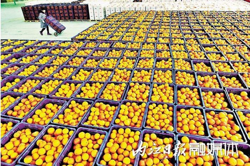 科技，为甜城农业“酿”出甜蜜滋味(图2)