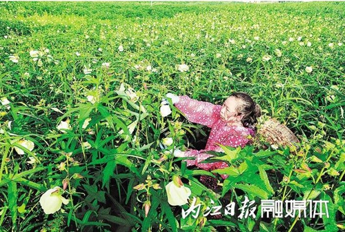 科技，为甜城农业“酿”出甜蜜滋味(图5)