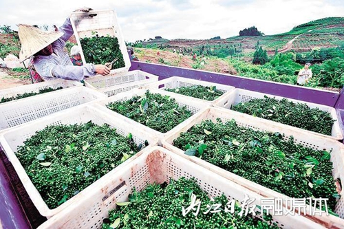 科技，为甜城农业“酿”出甜蜜滋味(图7)