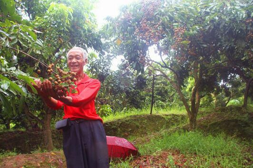 气候+小年&nbsp;今年泸州桂圆要变“贵圆”(图1)