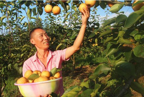 纳溪区:背靠4A景区&nbsp;返乡种生态梨卖得欢(图1)
