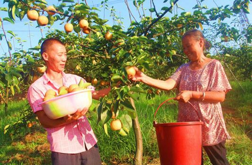 纳溪区:背靠4A景区&nbsp;返乡种生态梨卖得欢(图2)