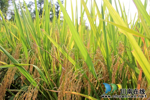 泸县：稻花香里说丰年，金秋时节看云龙(图1)
