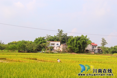 泸县：稻花香里说丰年，金秋时节看云龙(图2)