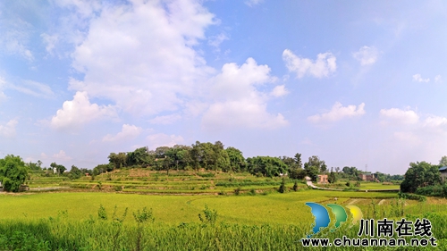 泸县：稻花香里说丰年，金秋时节看云龙(图3)