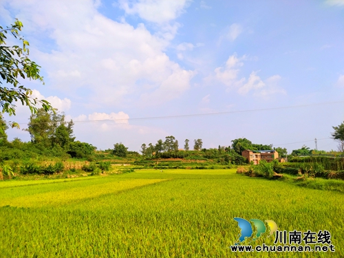 泸县：稻花香里说丰年，金秋时节看云龙(图4)