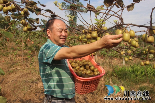 纳溪区棉花坡镇：红心猕猴桃开吃啦(图1)