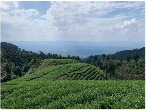 白茶西行记(图2)