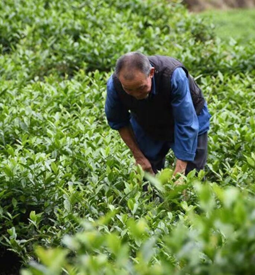 白茶西行记(图3)