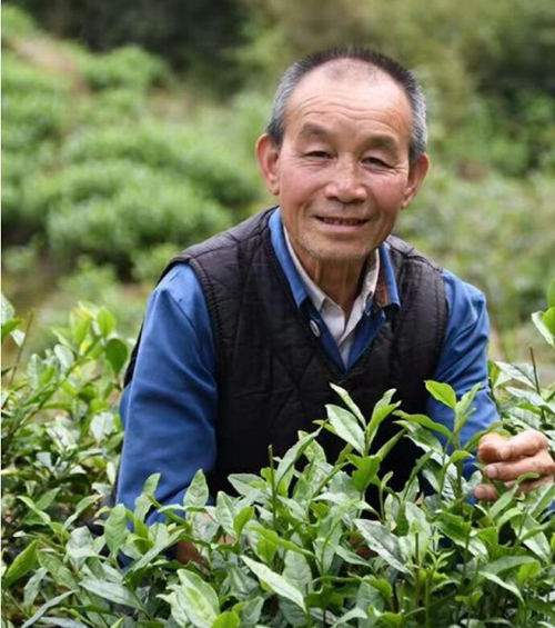 白茶西行记(图4)