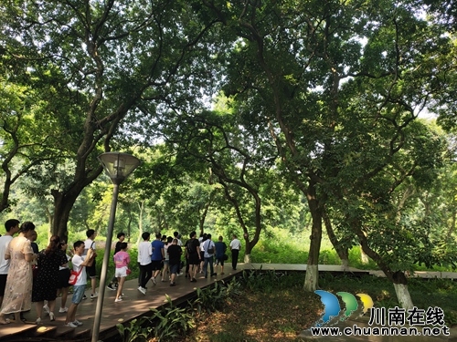 金秋时节 到泸州张坝景区享受桂圆文化节甜头(图3) 金秋时节 到泸州张坝景区享受桂圆文化节甜头(图3)