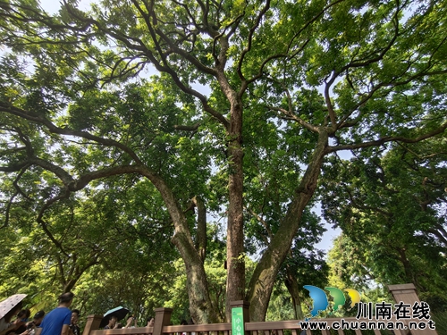 金秋时节 到泸州张坝景区享受桂圆文化节甜头(图4) 金秋时节 到泸州张坝景区享受桂圆文化节甜头(图4)