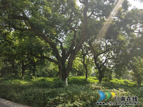 金秋时节 到泸州张坝景区享受桂圆文化节甜头(图6) 金秋时节 到泸州张坝景区享受桂圆文化节甜头(图6)