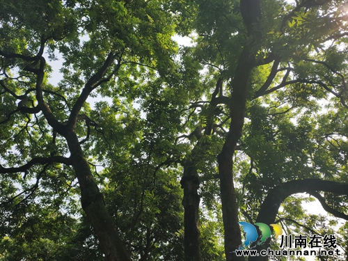 金秋时节 到泸州张坝景区享受桂圆文化节甜头(图5) 金秋时节 到泸州张坝景区享受桂圆文化节甜头(图5)