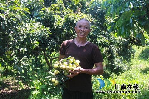 泸县云龙镇：晚熟荔枝助力产业丰收(图2)