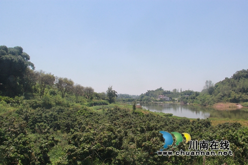 泸县云龙镇：晚熟荔枝助力产业丰收(图3)