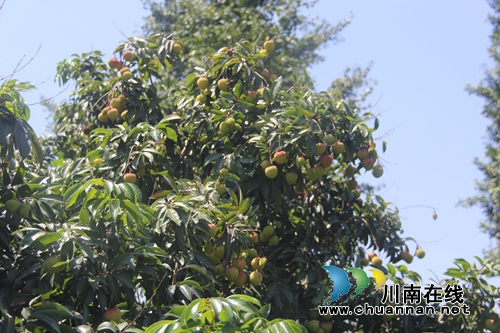 泸县云龙镇：晚熟荔枝助力产业丰收(图4)