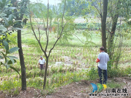 泸县秸秆禁烧攻坚战，云龙在行动(图1)