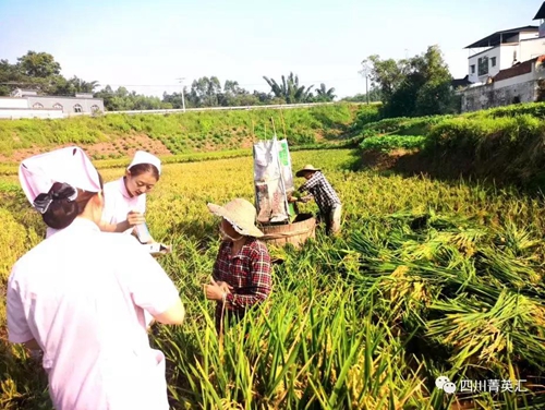农民稻田秋收忙&nbsp;泸县新联会送清凉(图1)