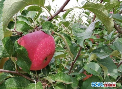 江阳区建渠引水&nbsp;让盐源卫城苹果旱季“不瘦身”(图1)