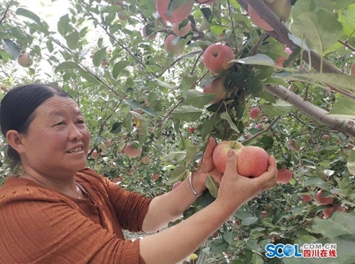 江阳区建渠引水&nbsp;让盐源卫城苹果旱季“不瘦身”(图2)