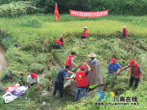 龙马潭区鱼塘街道王庄村党员义务帮贫困户打谷子(图1)
