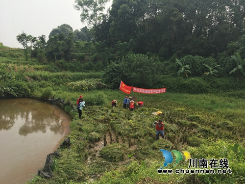 龙马潭区鱼塘街道王庄村党员义务帮贫困户打谷子(图2)