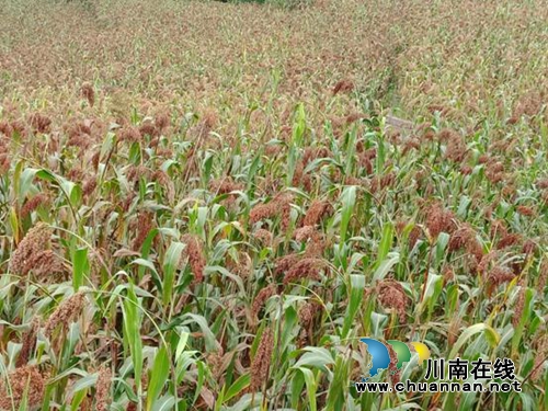 安逸！合江实录镇糯红高粱换成大把“红票子”(图2)