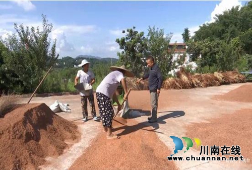 安逸！合江实录镇糯红高粱换成大把“红票子”(图5)