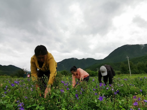 泸沽湖“爱情小镇”：紫色花海助农脱贫(图2)