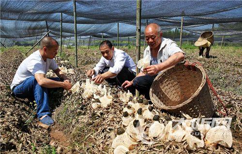 纳溪百万亩林竹助农“竹梦”小康&nbsp;50万人享红利(图2)