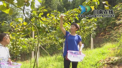 观光采摘游&nbsp;中华猕猴桃落户合江金龙湖山巅(图1)