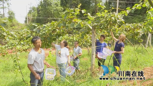 观光采摘游&nbsp;中华猕猴桃落户合江金龙湖山巅(图4)