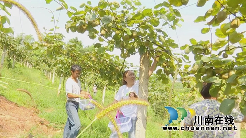 观光采摘游&nbsp;中华猕猴桃落户合江金龙湖山巅(图3)