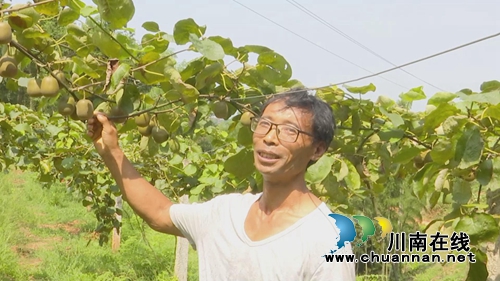 观光采摘游&nbsp;中华猕猴桃落户合江金龙湖山巅(图5)